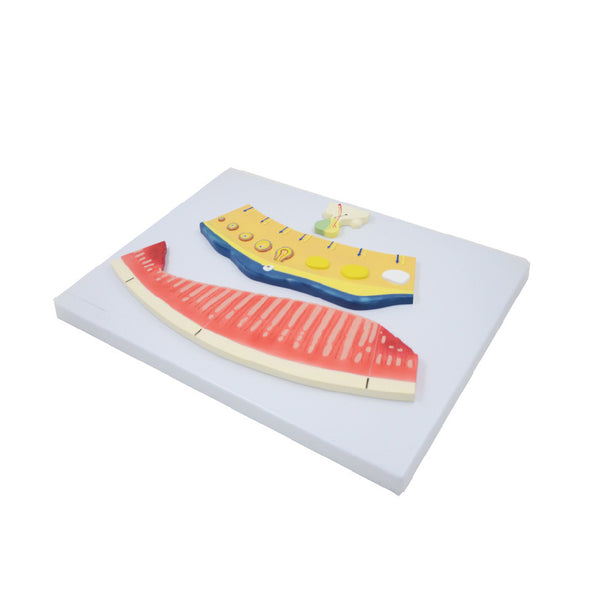 Periodic Changes of Female Hormones and Internal Layer of Uterus Model