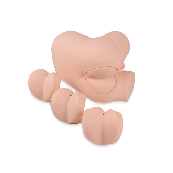 Rectal examination model