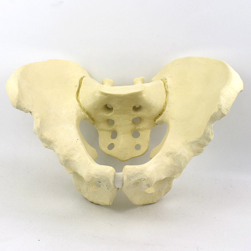 Advanced Pelvis Model for Orthopedic Training