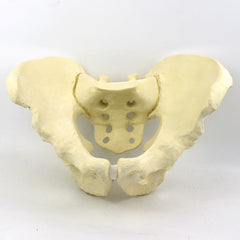Advanced Pelvis Model for Orthopedic Training