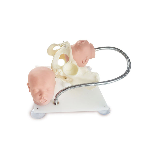 Pelvic Model with Fetal Heads