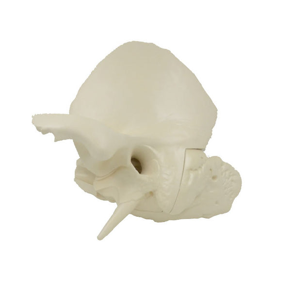 Temporal Bone Model