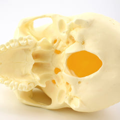 Advanced Skull Model for Surgical Training