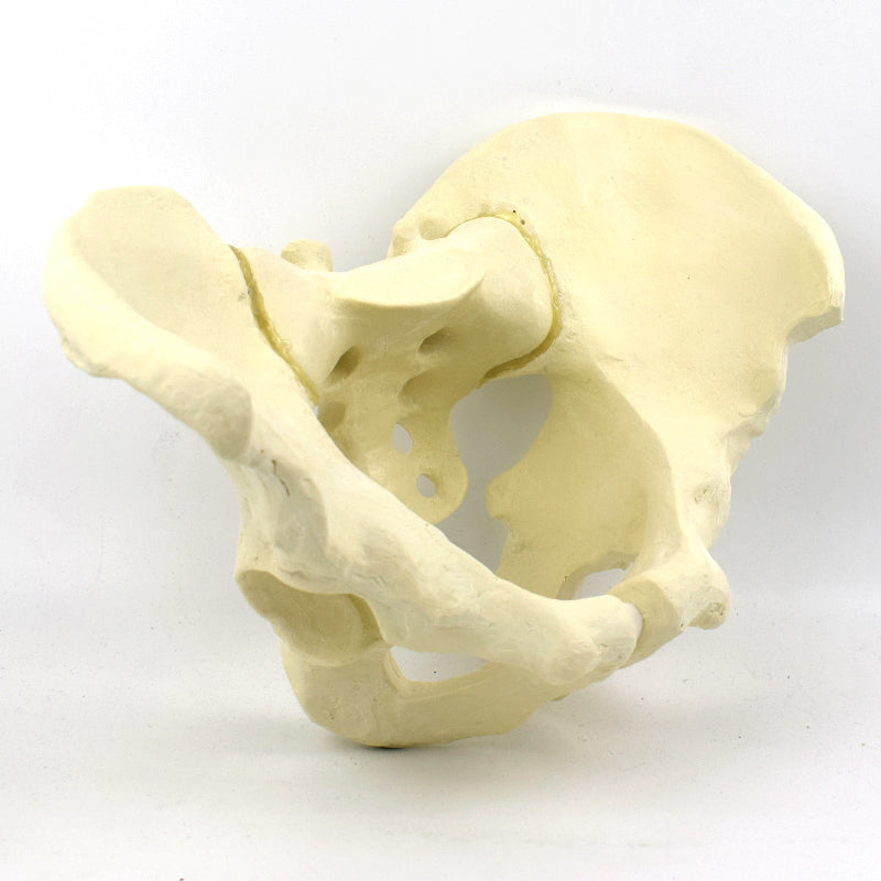 Advanced Pelvis Model for Orthopedic Training