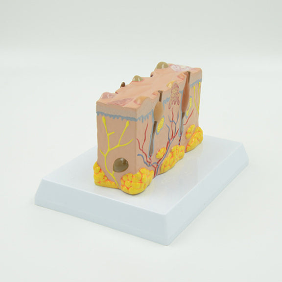 Biogeometry Forms Skin Skin Pathology Model