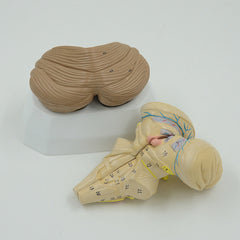 Brainstem, Cerebellum, & Fourth Ventricle Model, 3 Parts