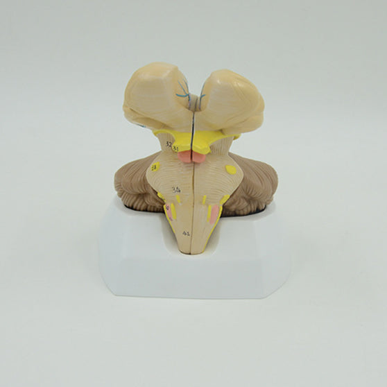 Brainstem, Cerebellum, & Fourth Ventricle Model, 3 Parts