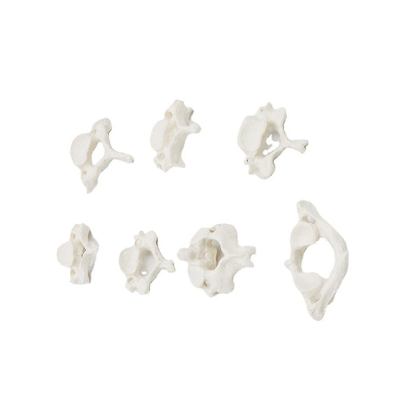 Cervical Vertebrae Model
