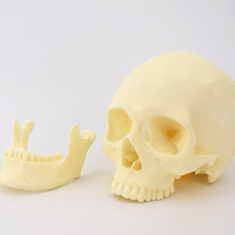 Advanced Skull Model for Surgical Training