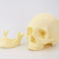 Advanced Skull Model for Surgical Training