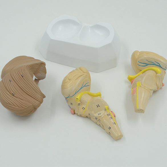 Brainstem, Cerebellum, & Fourth Ventricle Model, 3 Parts