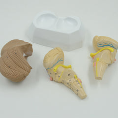 Brainstem, Cerebellum, & Fourth Ventricle Model, 3 Parts
