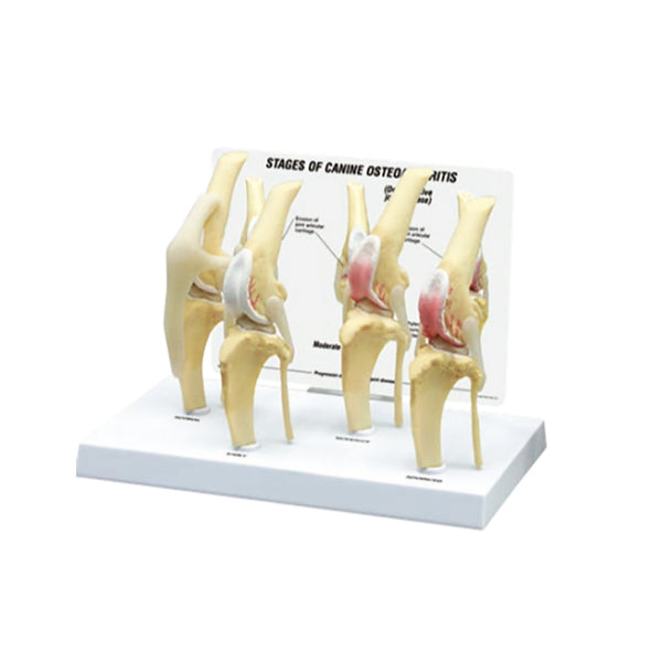 Canine 4-Stage Osteoarthritis Knee Model