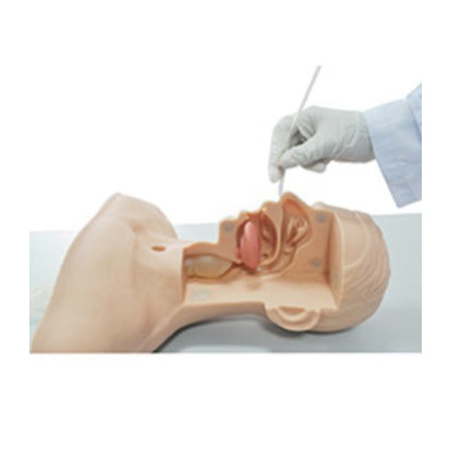 Suction training model