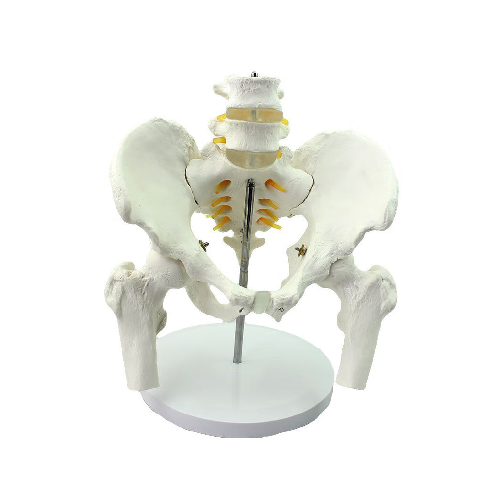 Pelvic Skeleton Model, with Femur Heads