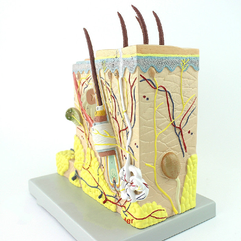 Skin Model, 70X Life-Size, 2 Parts – Dr Wong Anatomy