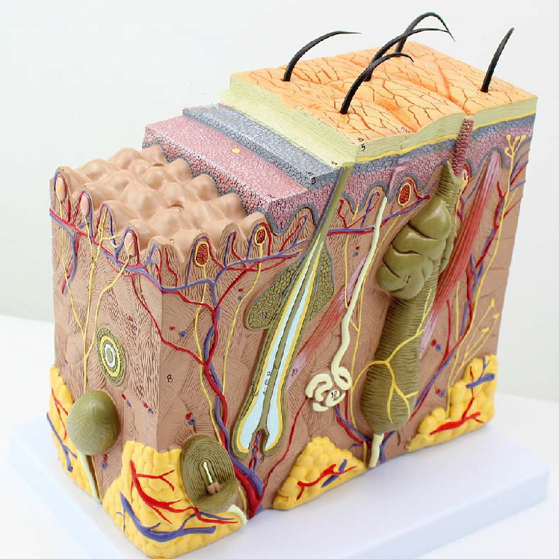 Skin, Block Model, 70X Full-Size