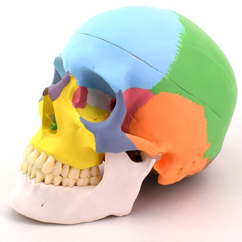 Skull Model, 3 Parts, Colored Version