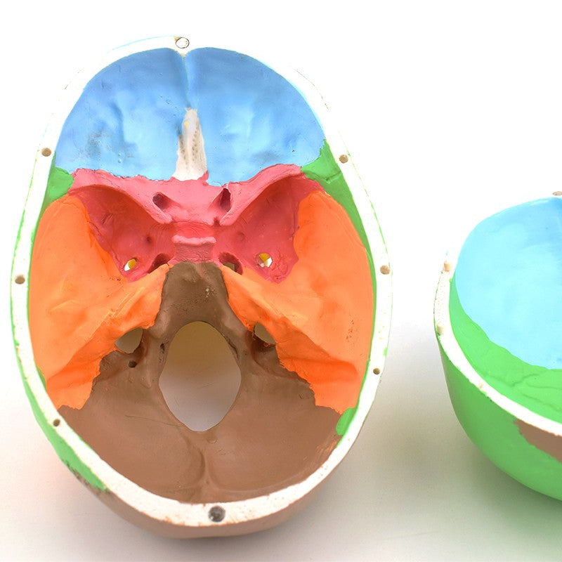 Skull Model, 3 Parts, Colored Version