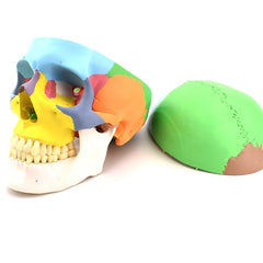 Skull Model, 3 Parts, Colored Version