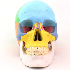 Skull Model, 3 Parts, Colored Version