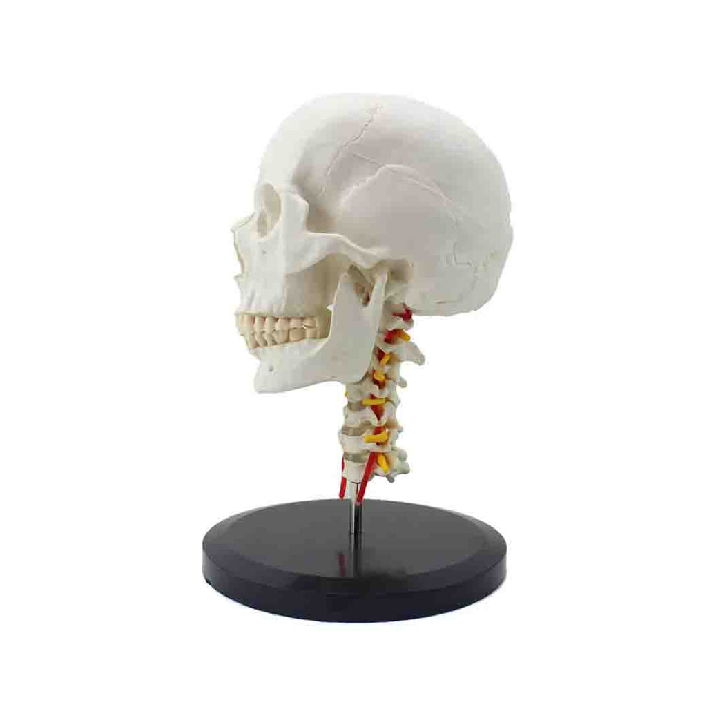 Skull Model on Cervical Spine