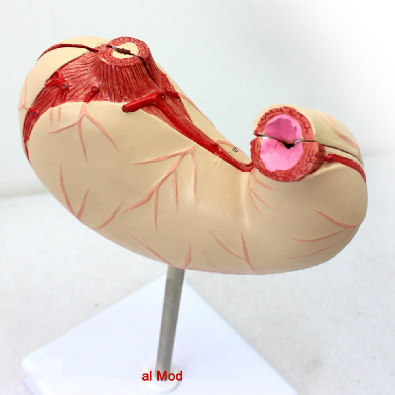 Stomach Model, Life-Size, 2 Parts – Dr Wong Anatomy