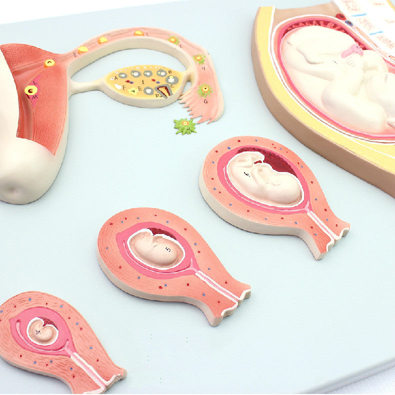 The Process of Fetal Development Model