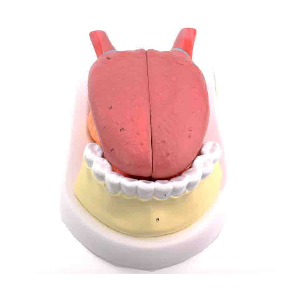 Tongue Anatomy Model