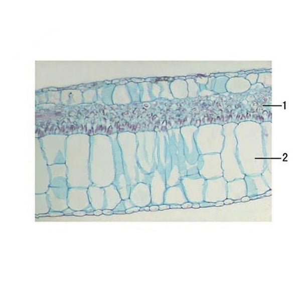 Begonia Leaf, c.s. Prepared Microscope Slide