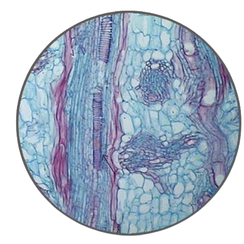 Corn Stem Intercalary Meristem, l.s. Prepared Microscope Slide