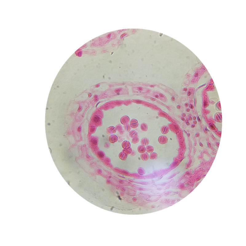 Plant Cell Meiosis, Microscope Slide - Dr Wong Anatomy