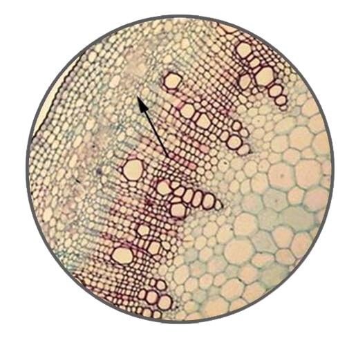 Castor Bean Stem, c.s. Prepared Microscope Slide - Dr Wong Anatomy