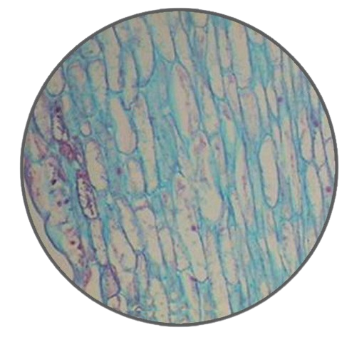 Lily Stigma, l.s. Prepared Microscope Slide - Dr Wong Anatomy