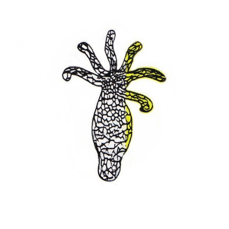 Hydra Nerve Net, Prepared Microscope Slide