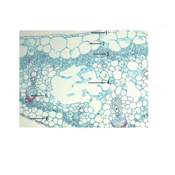 Cannna Leaf, c.s. Prepared Microscope Slide