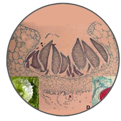 Liverwort Gemma Cup, Prepared Microscope Slide