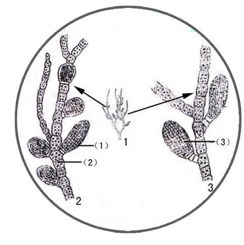 Water Net Alga (Hydrodictyon), Prepared Microscope Slide