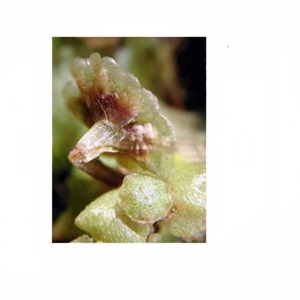 Liverwort Antheridiophore, l.s. Prepared Microscope Slide