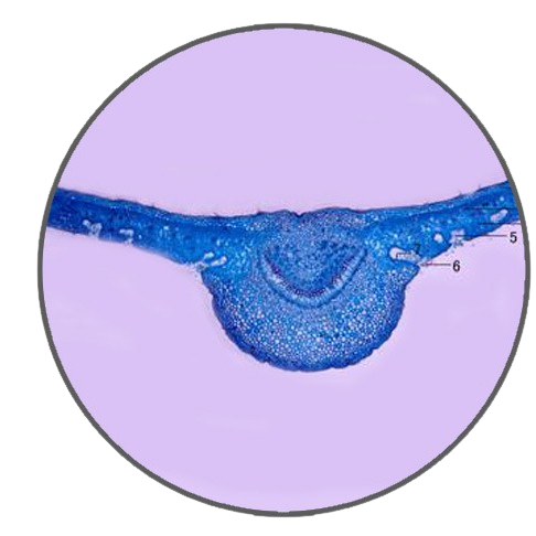 Oleander Leaf, c.s. Prepared Microscope Slide