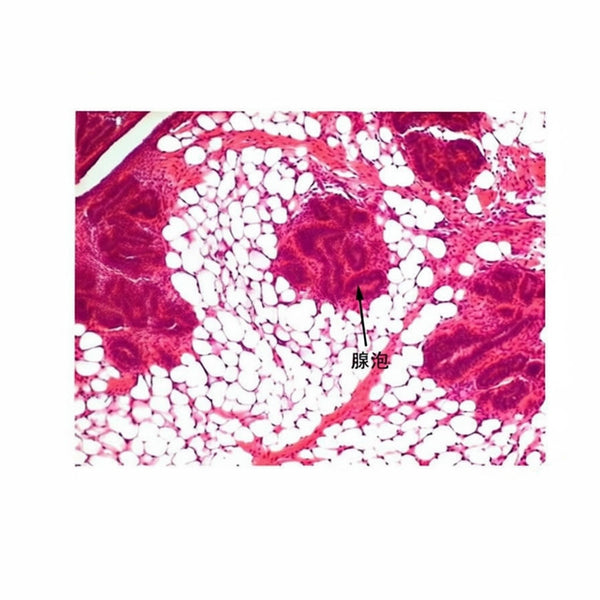 Dairy Goat Mammary Gland (Resting Phase), Microscope Slide - Dr Wong Anatomy