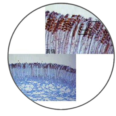 Peziza (Cup Fungus) Ascocarp, l.s. Prepared Microscope Slide