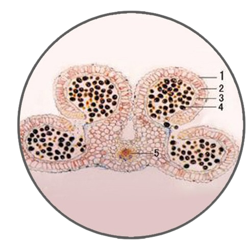 Lily Anther, Mature, Prepared Microscope Slide - Dr Wong Anatomy