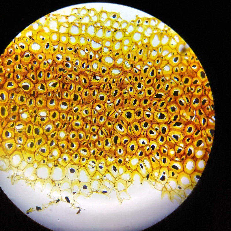 Persimmon Endosperm (Plasmodesmata), Prepared Microscope Slide