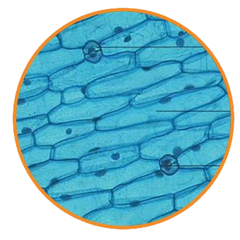 Onion Bulb Scale Epidermis, Prepared Microscope Slide
