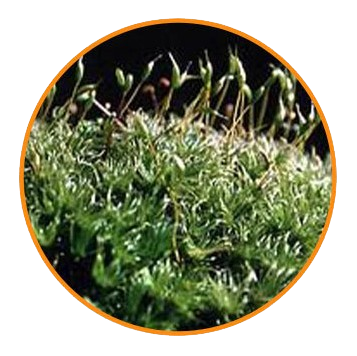 Funaria Leaf, Prepared Microscope Slide