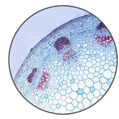 Young Sunflower Stem, c.s. Prepared Microscope Slide