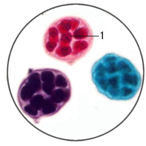 Chlorella, Prepared Microscope Slide