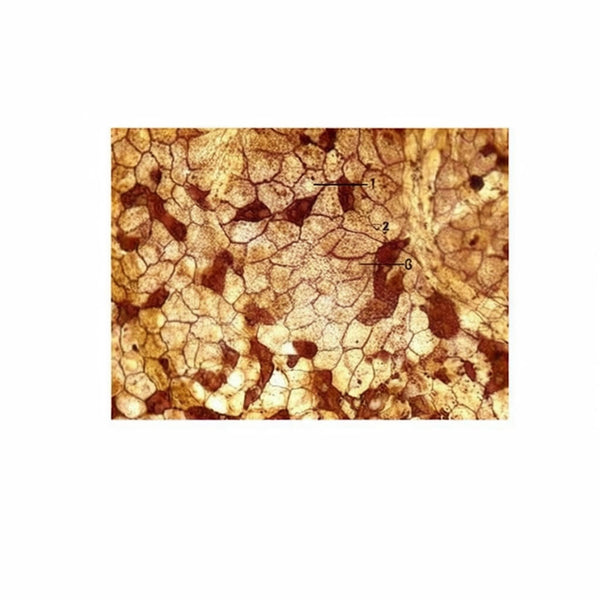 Simple Squamous Epithelium, Surface View (Silver Impregnation), Microscope Slide - Dr Wong Anatomy