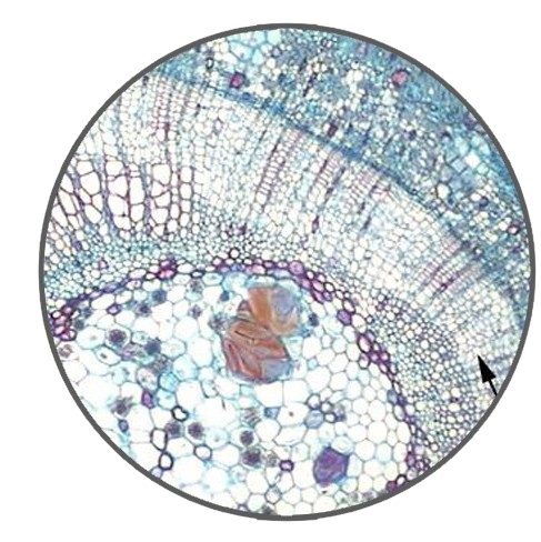 Linden Young Stem, c.s. Prepared Microscope Slide - Dr Wong Anatomy